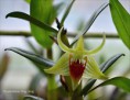 /album/fotogalerie/dendrobium-peng-seng-jpg/